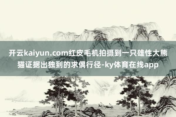 开云kaiyun.com红皮毛机拍摄到一只雄性大熊猫证据出独到的求偶行径-ky体育在线app